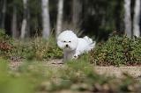 BICHON FRISE 352